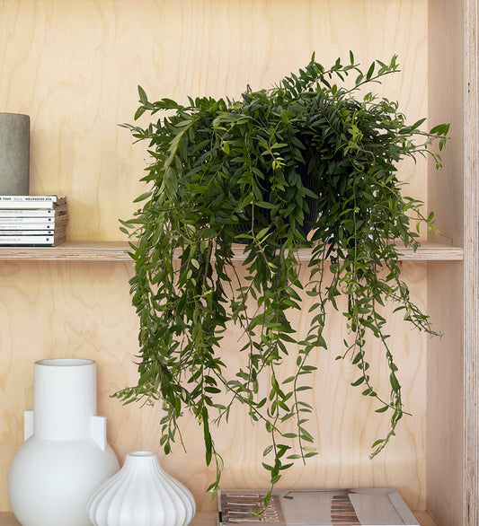 Aeschynanthus Japhrolepis