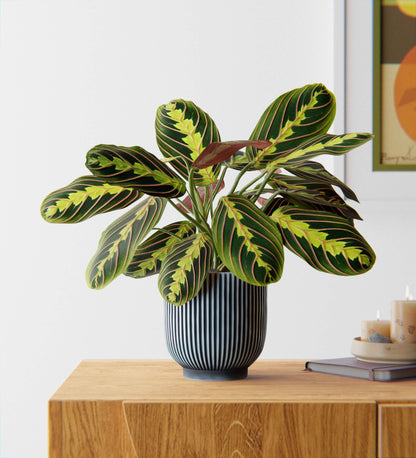 Prayer Plant in Ceramic Pot