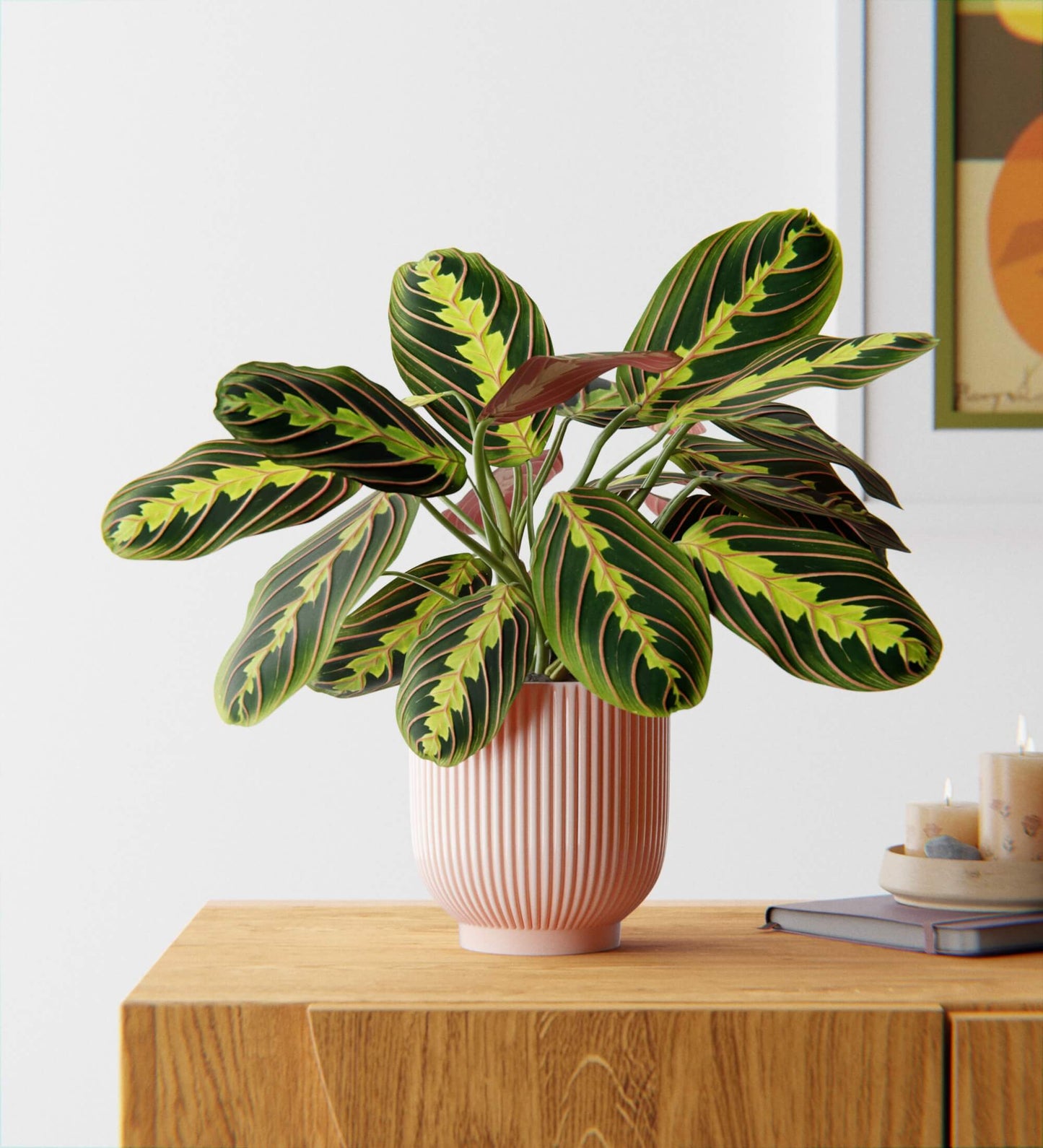 Prayer Plant in Ceramic Pot