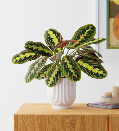 Prayer Plant in Ceramic Pot