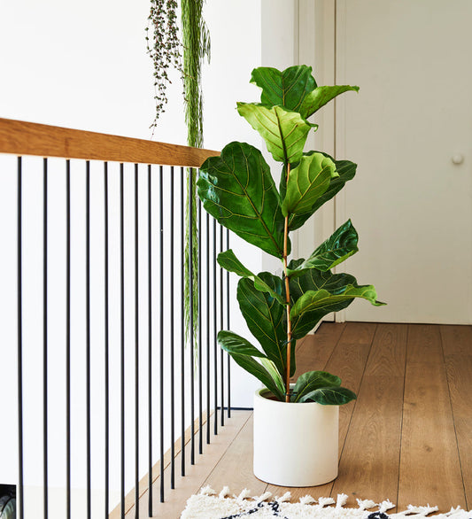 Fiddle-Leaf Fig