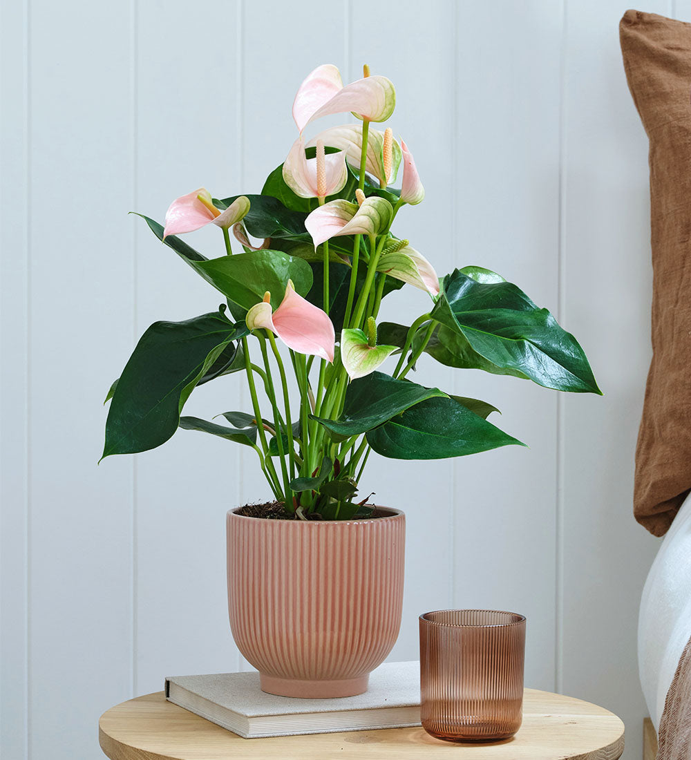 Peach Anthurium in Ceramic Pot