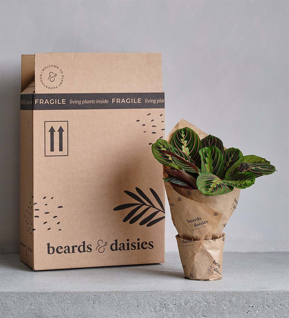 Air Purifying Bundle