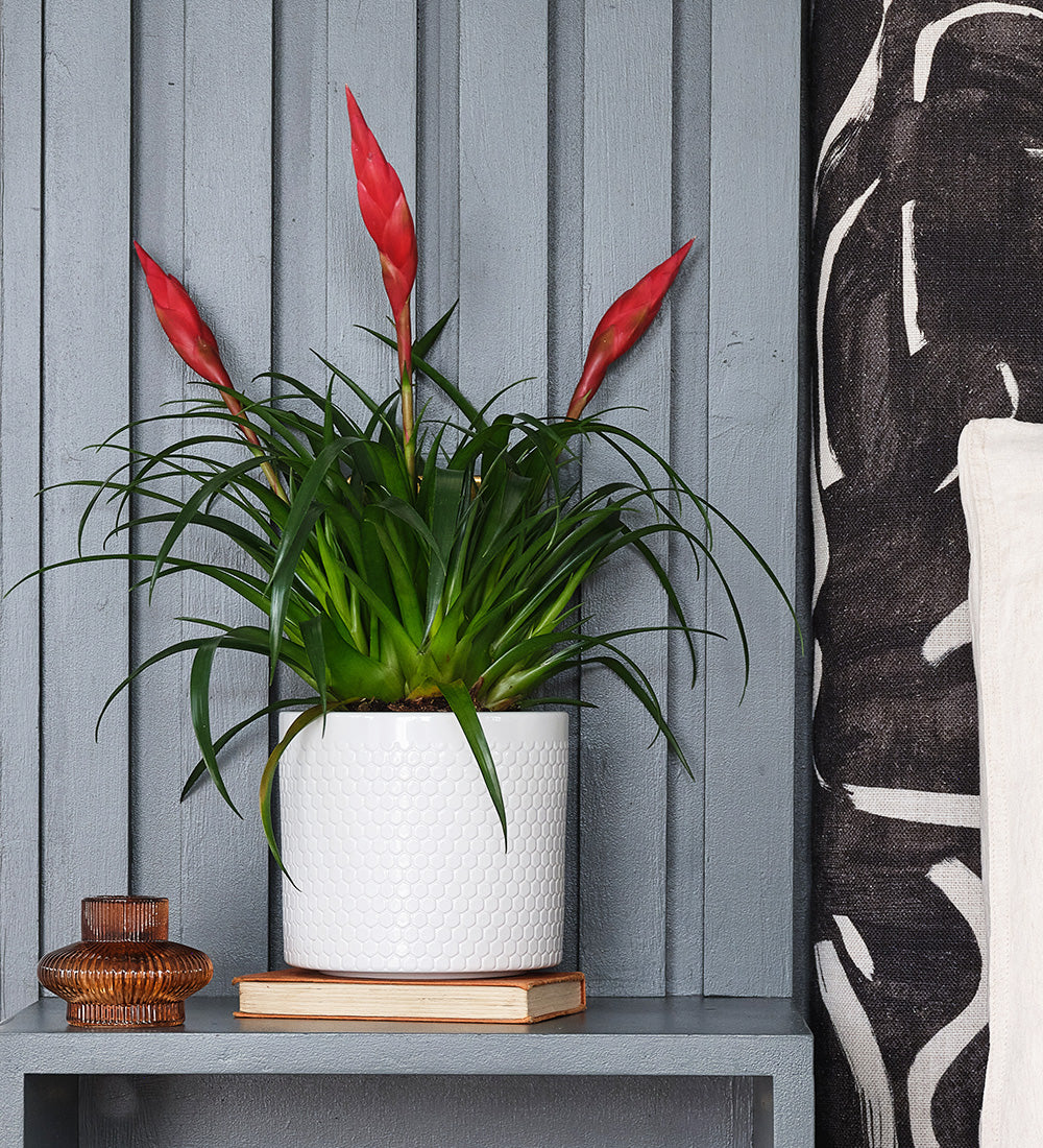 Vriesea Astrid & Pot