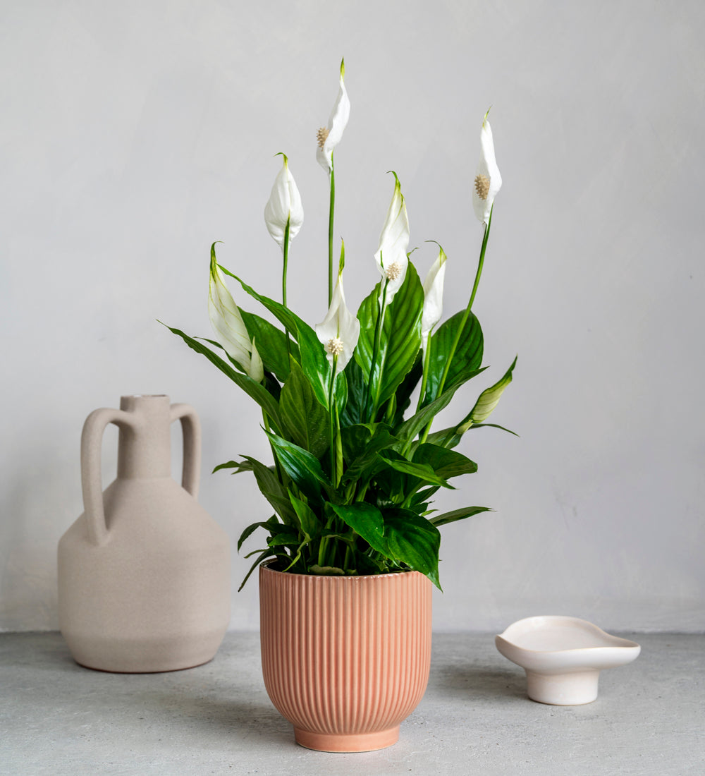 Air Purifying Bundle