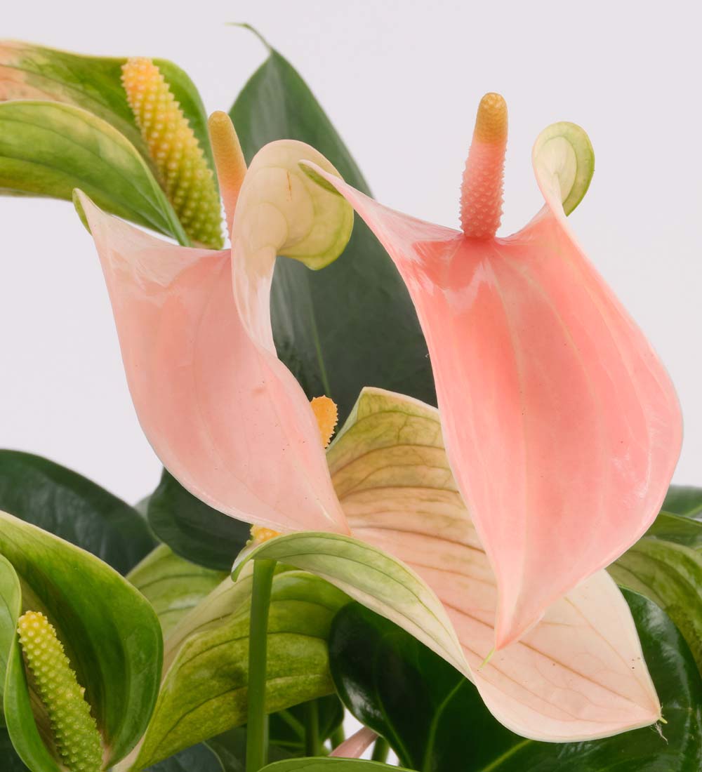 Peach Anthurium in Ceramic Pot
