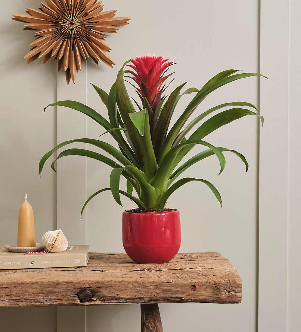 Bromelia Red Hope