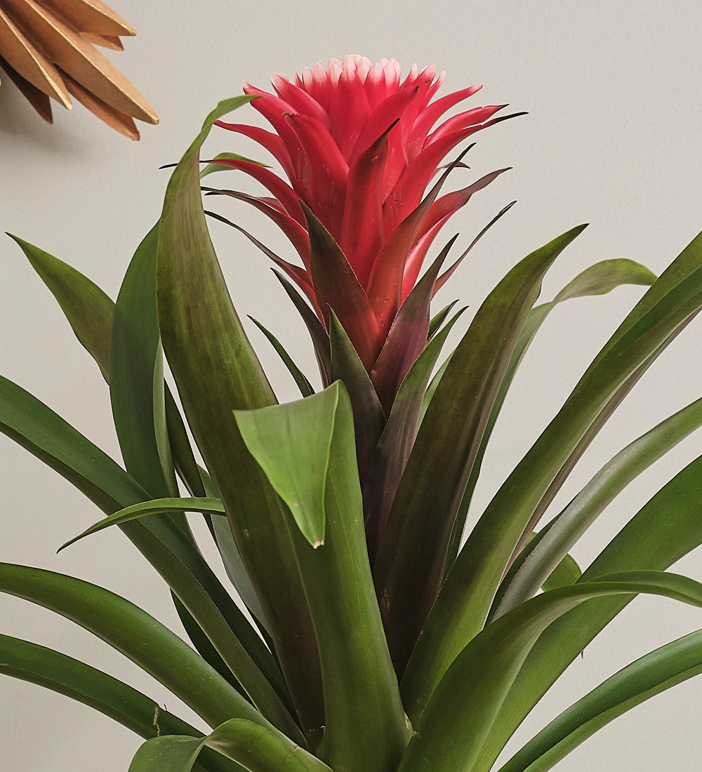 Bromelia Red Hope