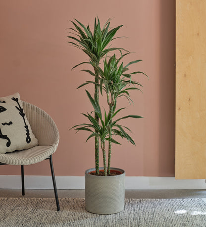 Dracaena Fragrans Warneckei