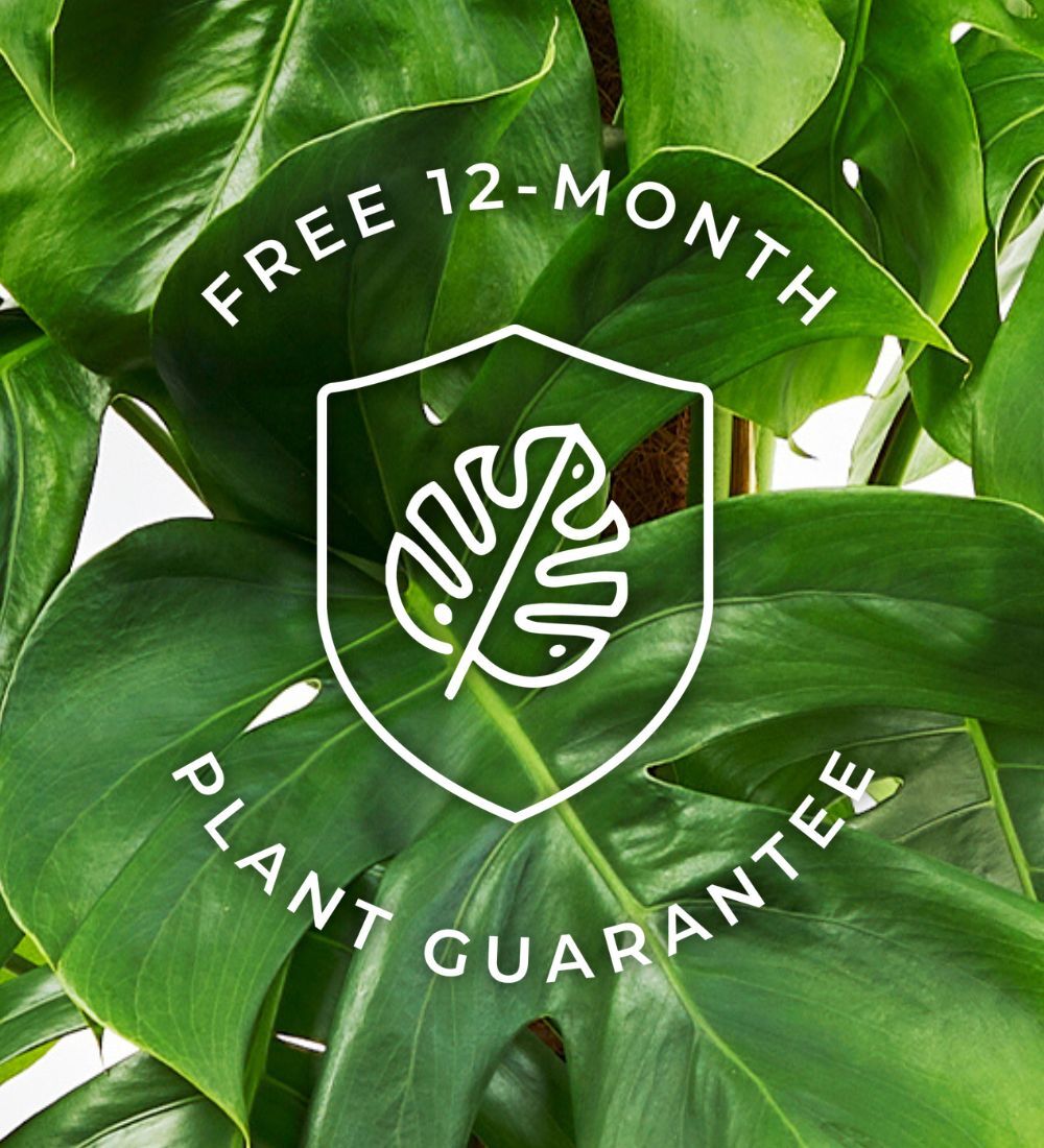 Air Purifying Bundle