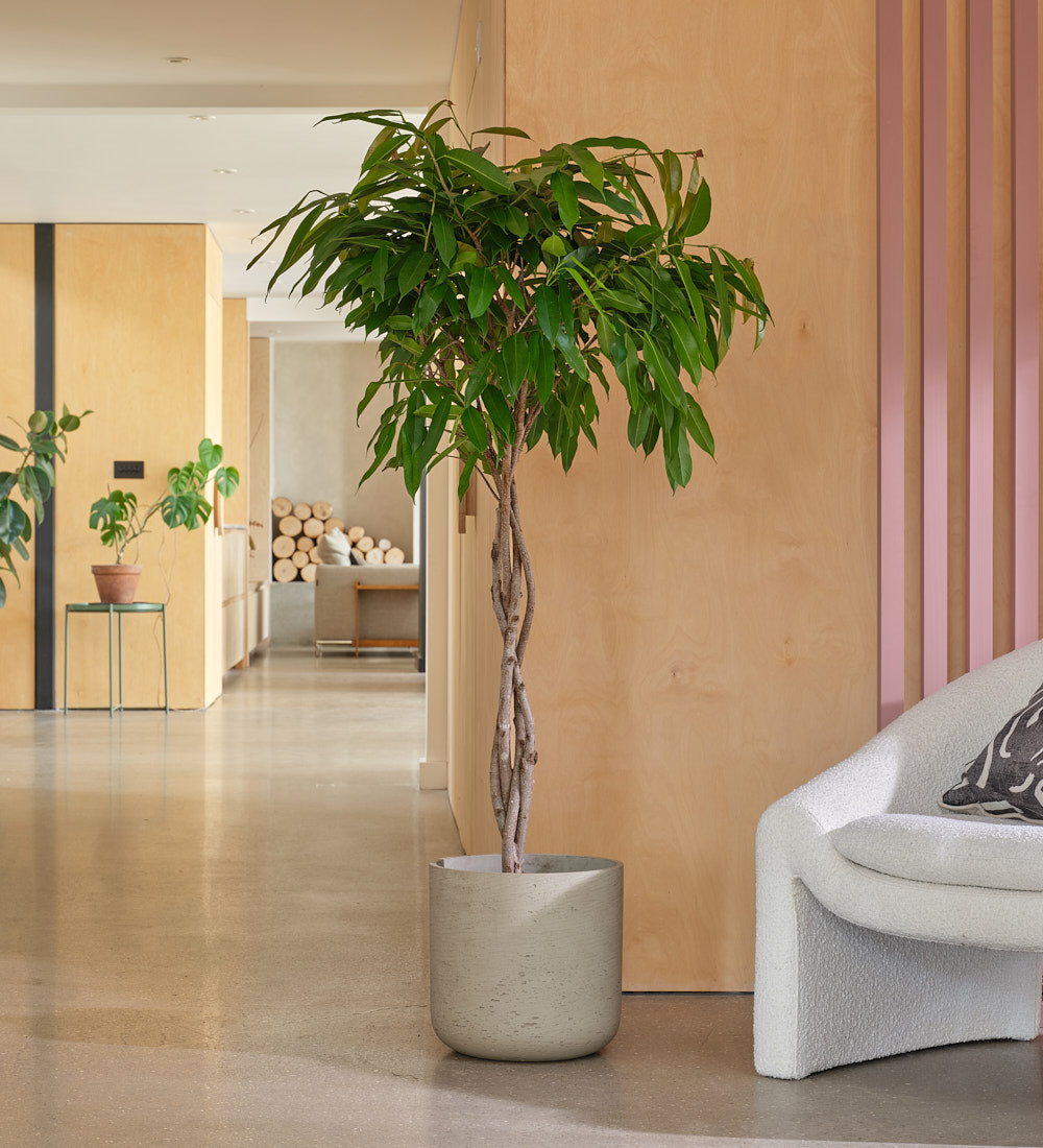 Ficus Alii Twisted Stem