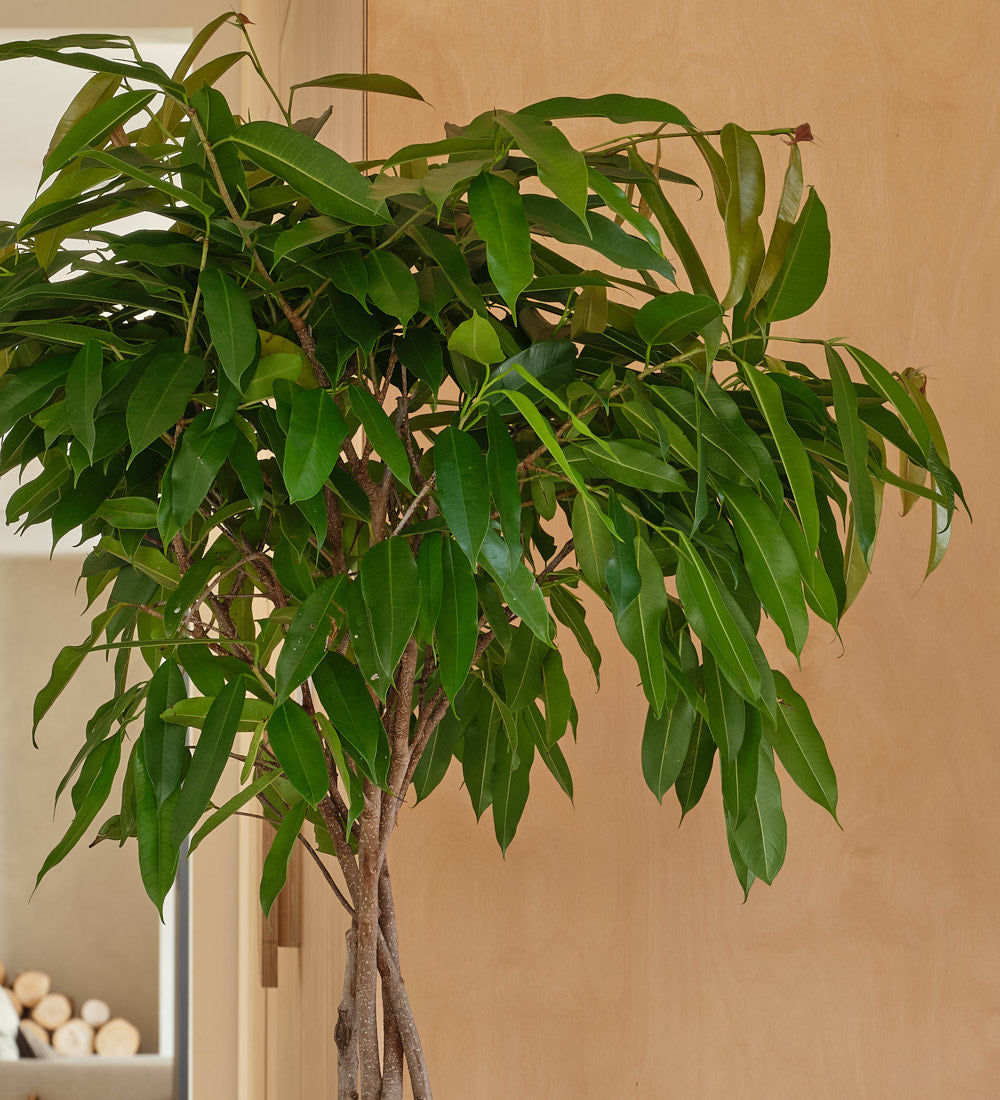 Ficus Alii Twisted Stem