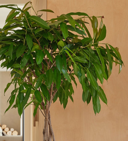 Ficus Alii Twisted Stem