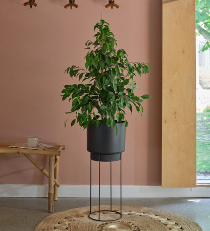 Ficus Benjamina