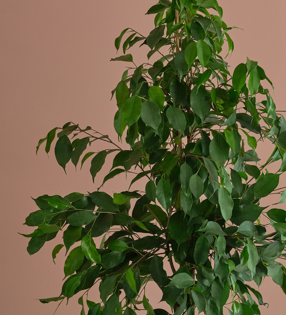 Ficus Benjamina