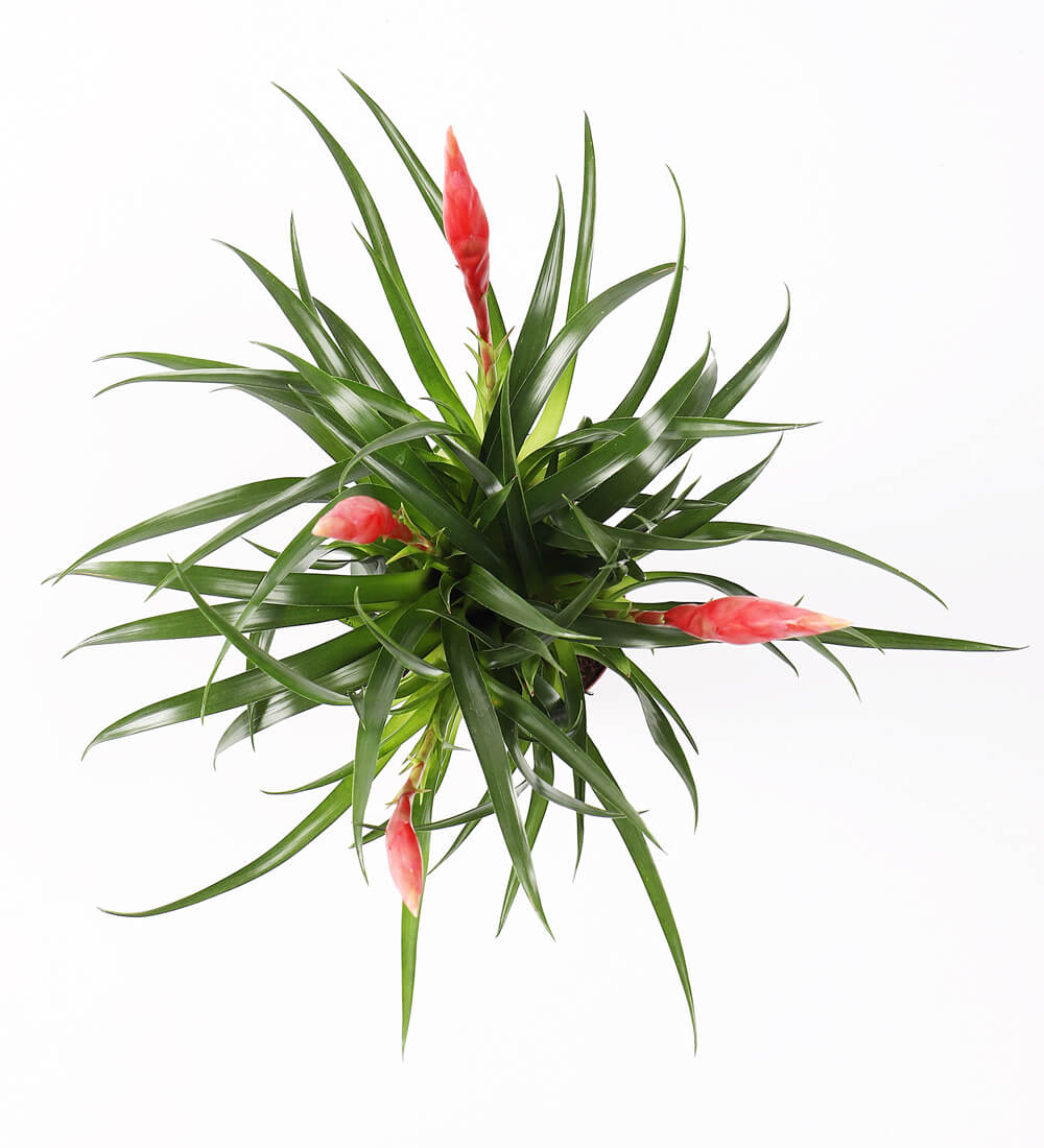 Vriesea Astrid & Pot