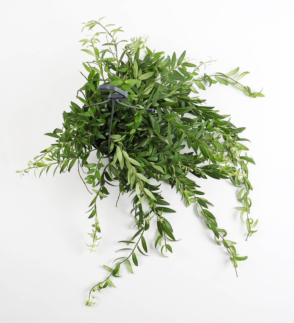 Aeschynanthus Japhrolepis