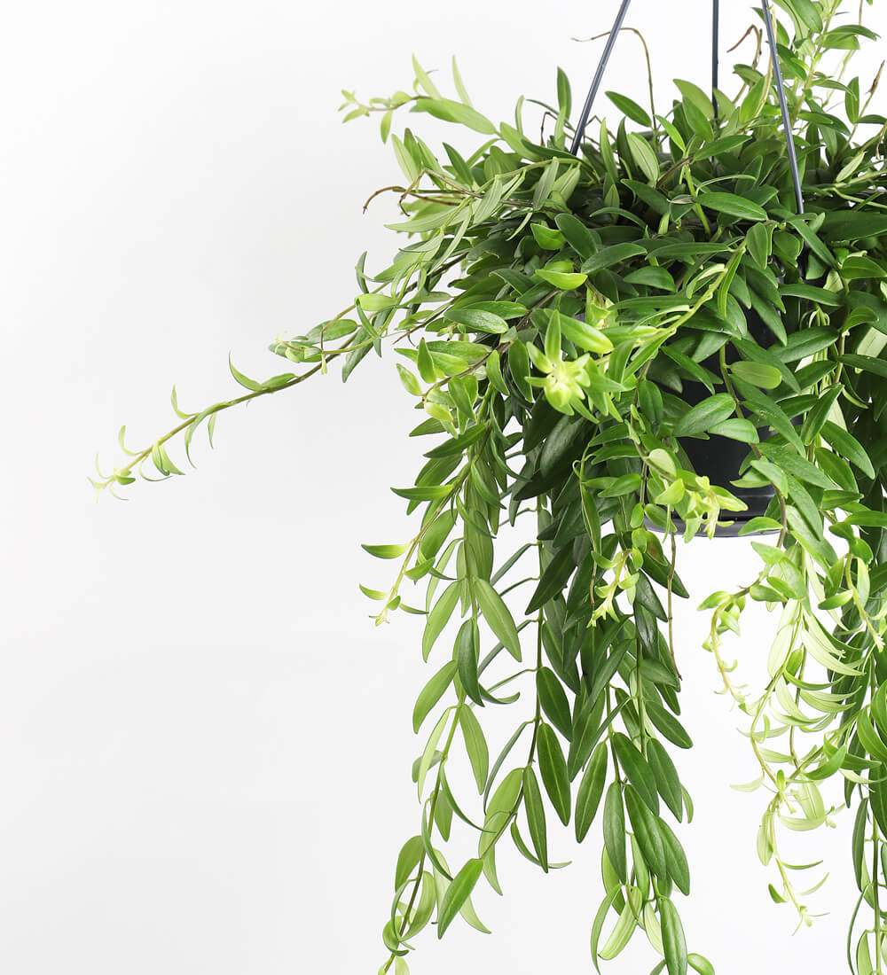 Aeschynanthus Japhrolepis