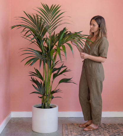 Kentia Palm