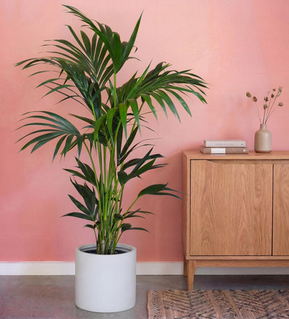 Kentia Palm