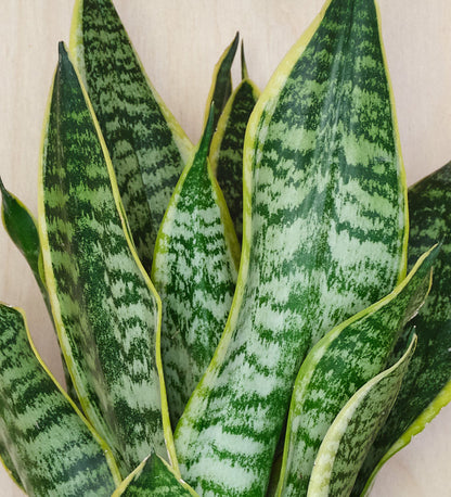 Snake Plant & Pot