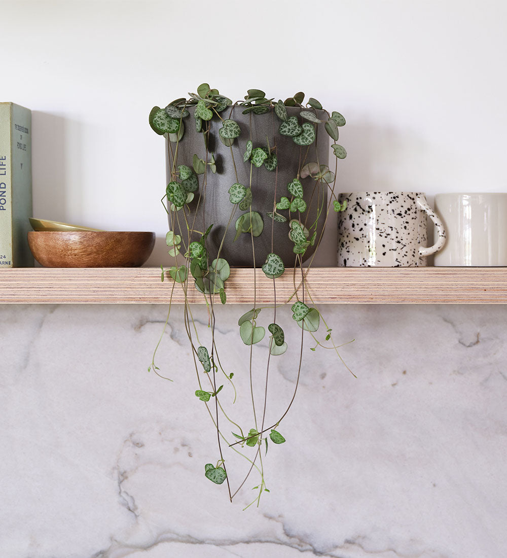 String Of Hearts & Pot