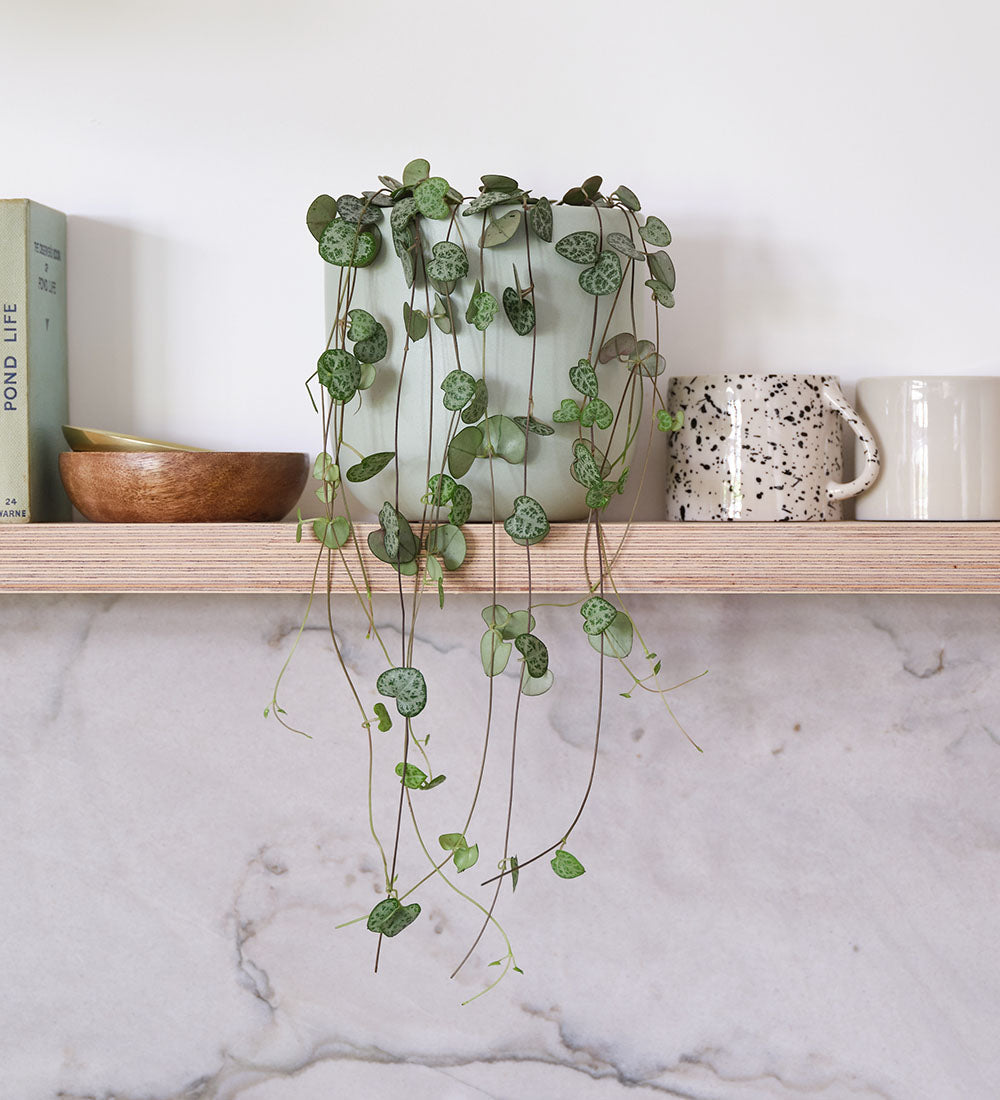 String Of Hearts & Pot