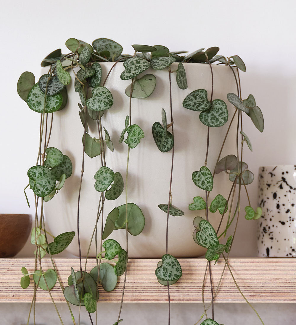 String Of Hearts & Pot