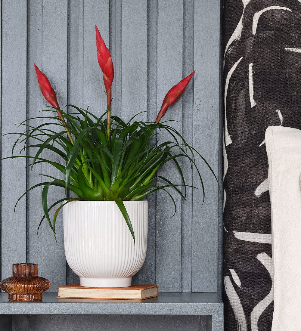 Vriesea Astrid & Pot