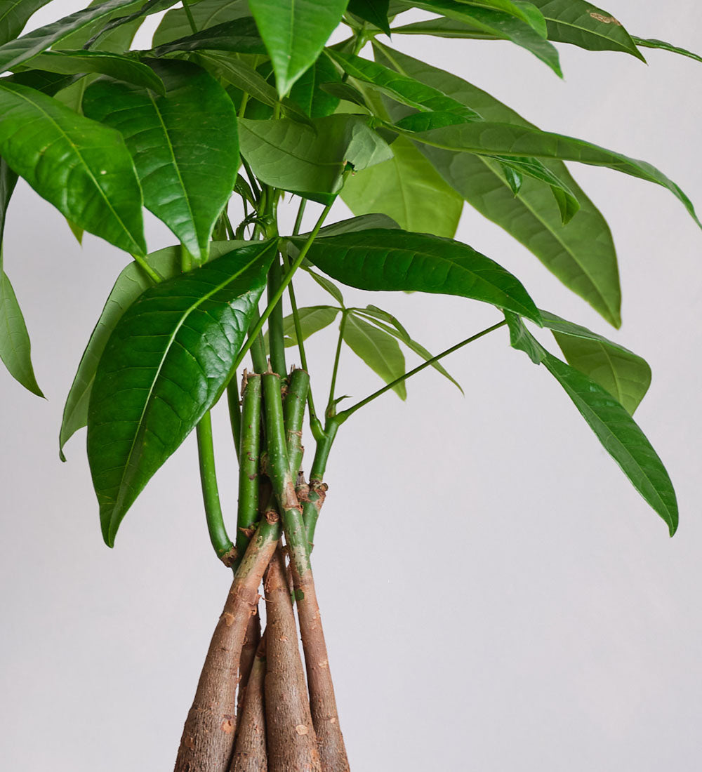 Money Tree in Ceramic Pot