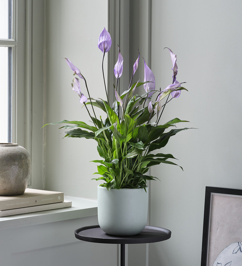 Lilac Peace Lily & Pot