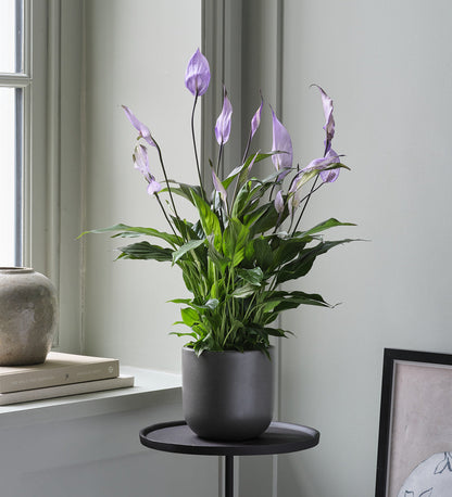 Lilac Peace Lily & Pot