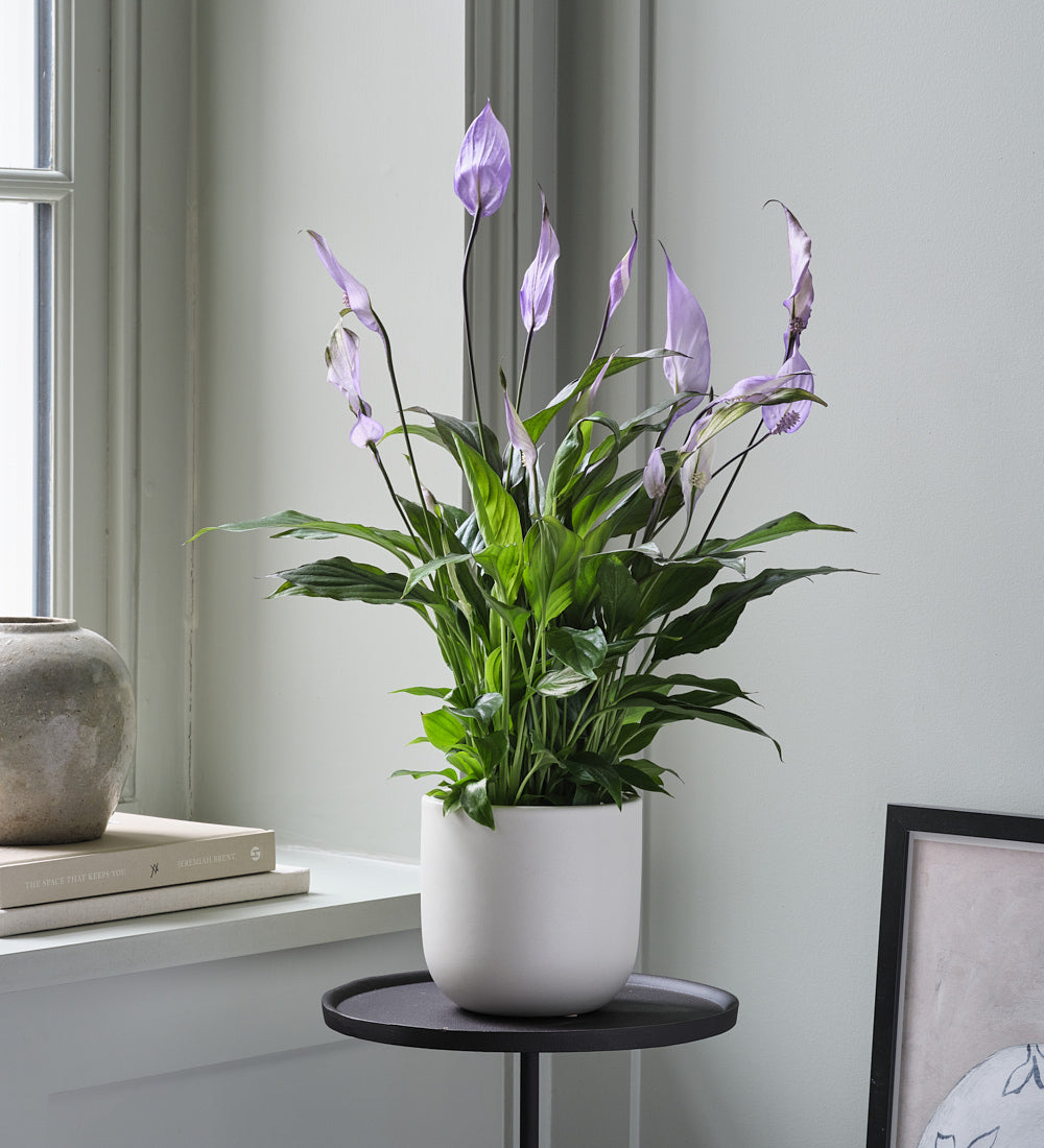 Lilac Peace Lily & Pot