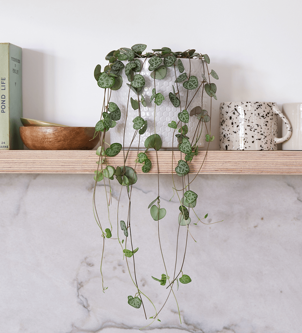 String of Hearts Pair