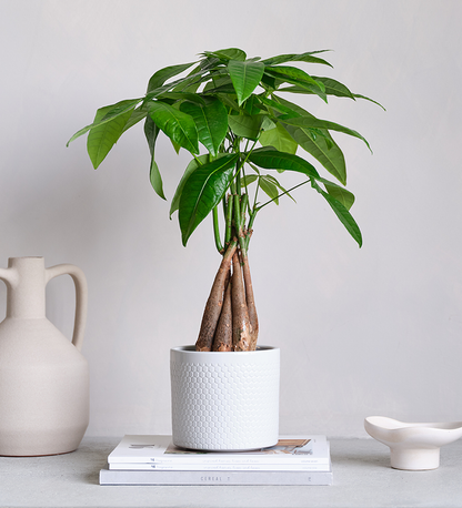 Money Tree in Ceramic Pot