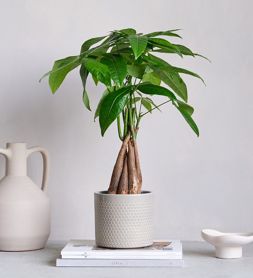 Money Tree in Ceramic Pot