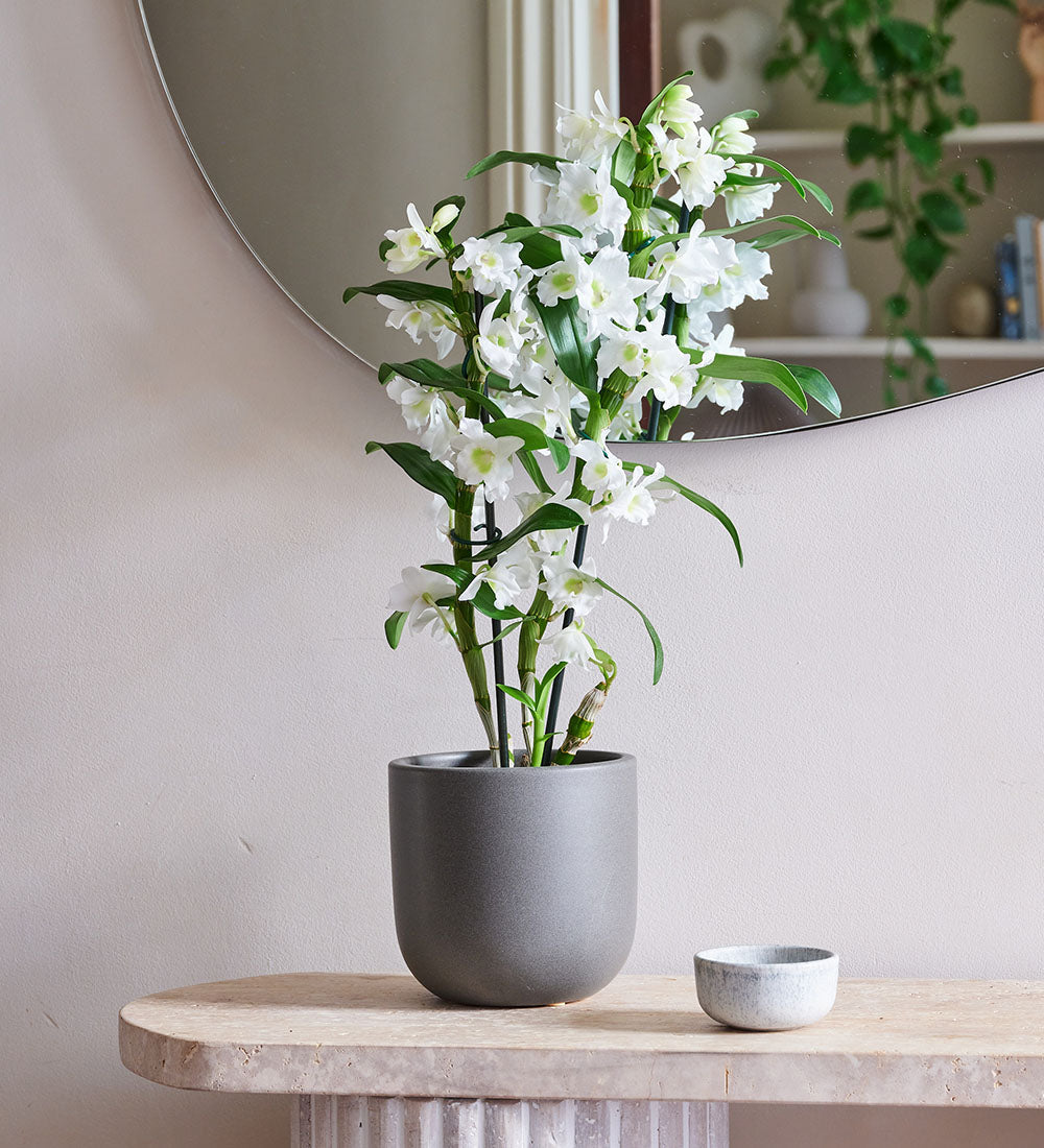 Bamboo Orchid & Pot