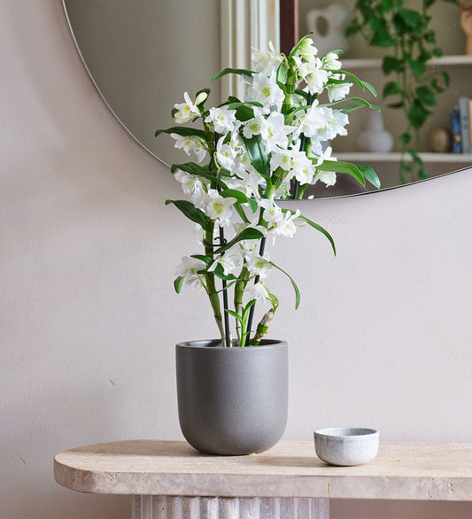 Bamboo Orchid & Pot
