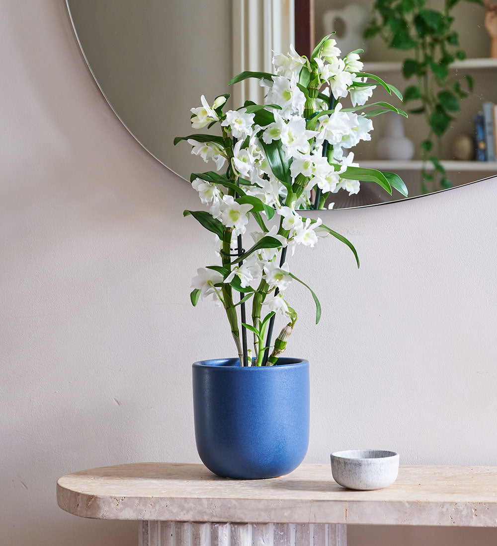 Bamboo Orchid & Pot