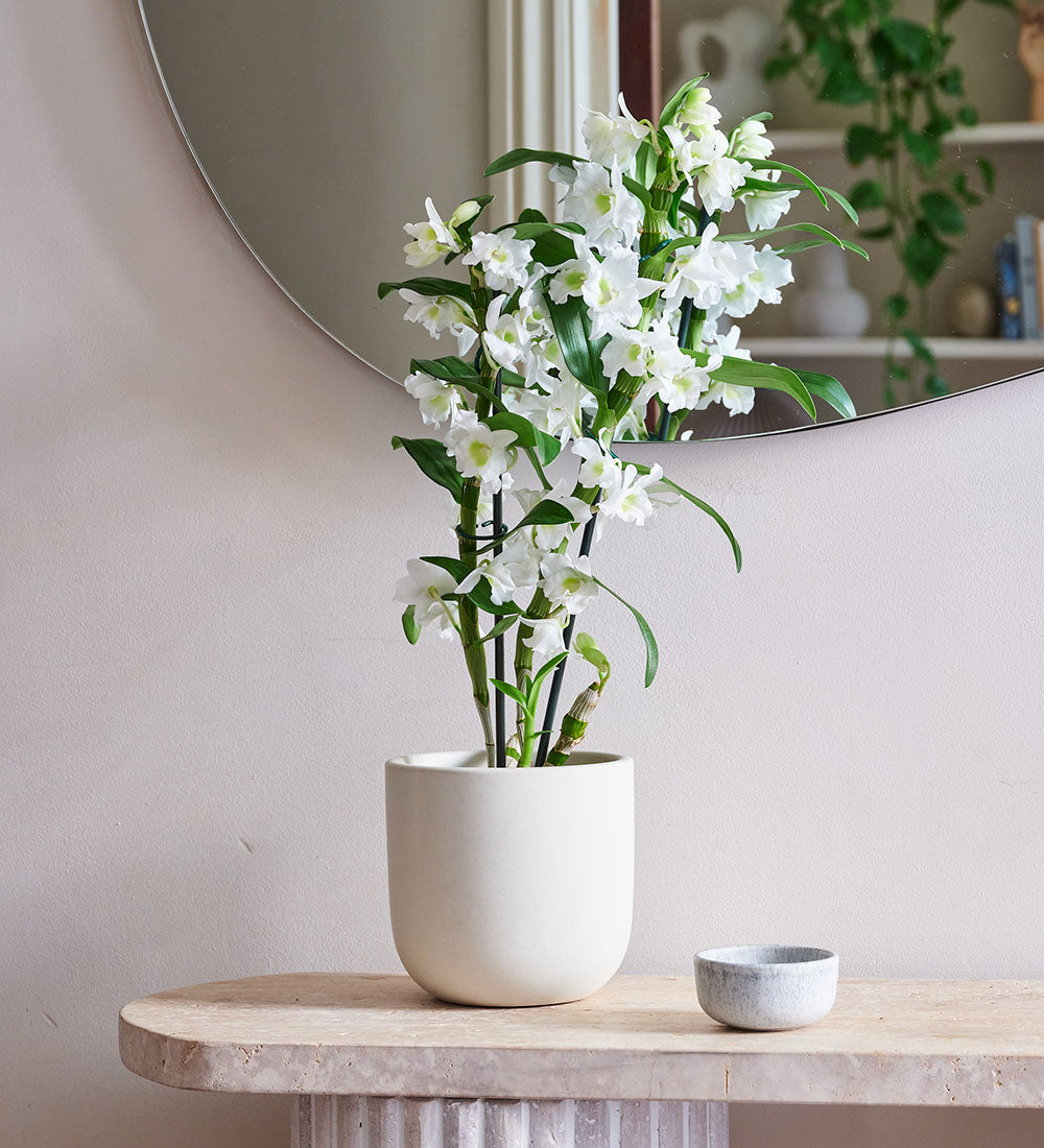 Bamboo Orchid & Pot