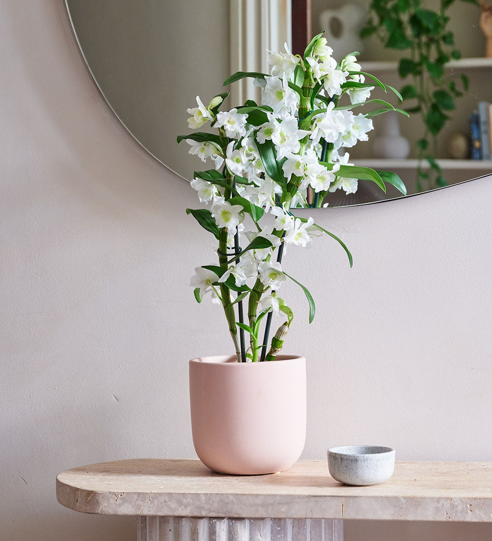 Bamboo Orchid & Pot